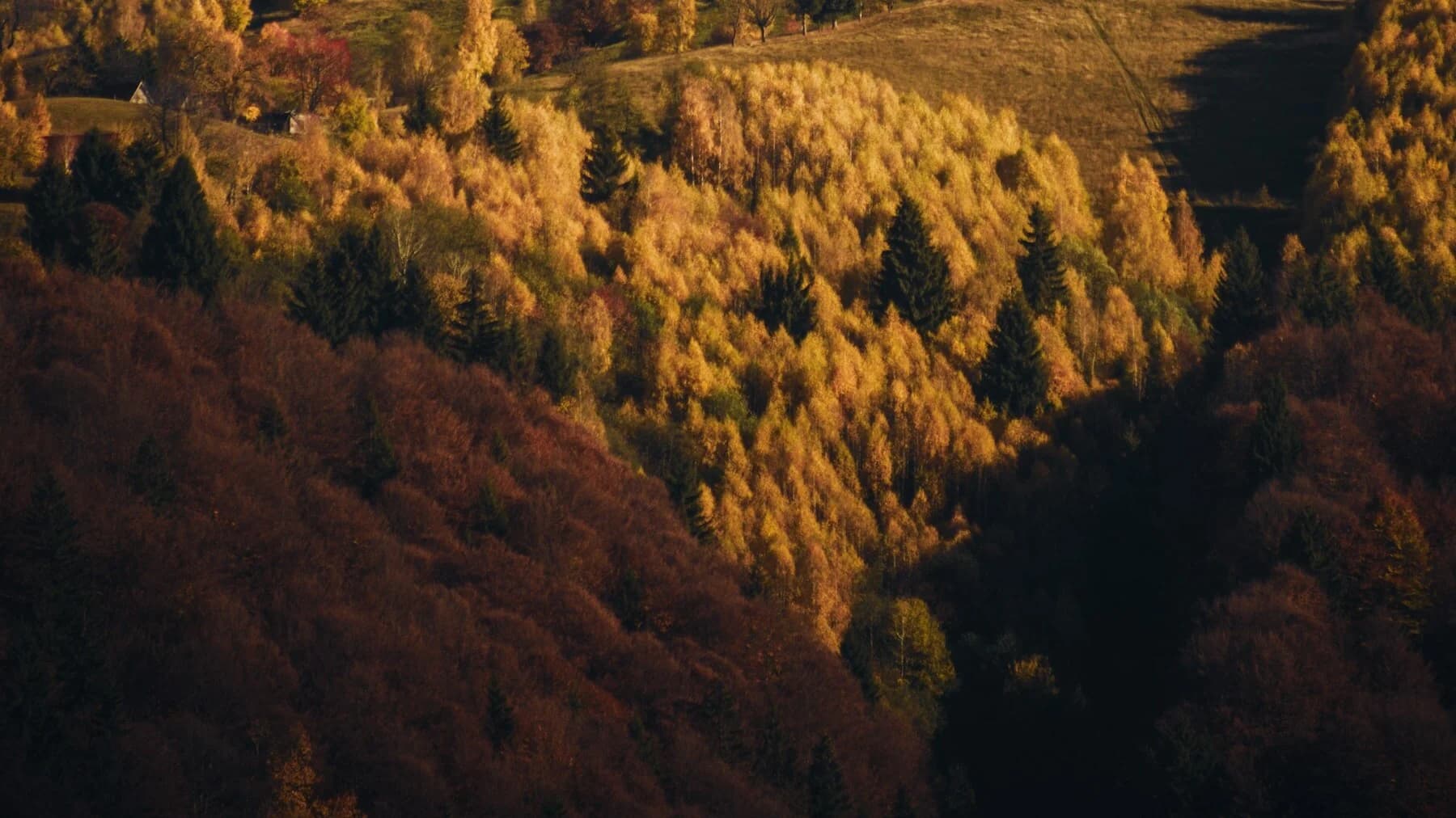 Apusenii sălbatici